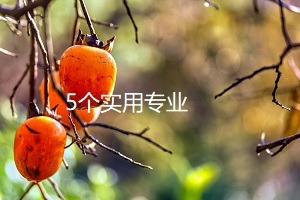 5個實用專業(yè)