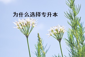 為什么選擇專升本