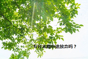 專升本能中途放棄嗎？